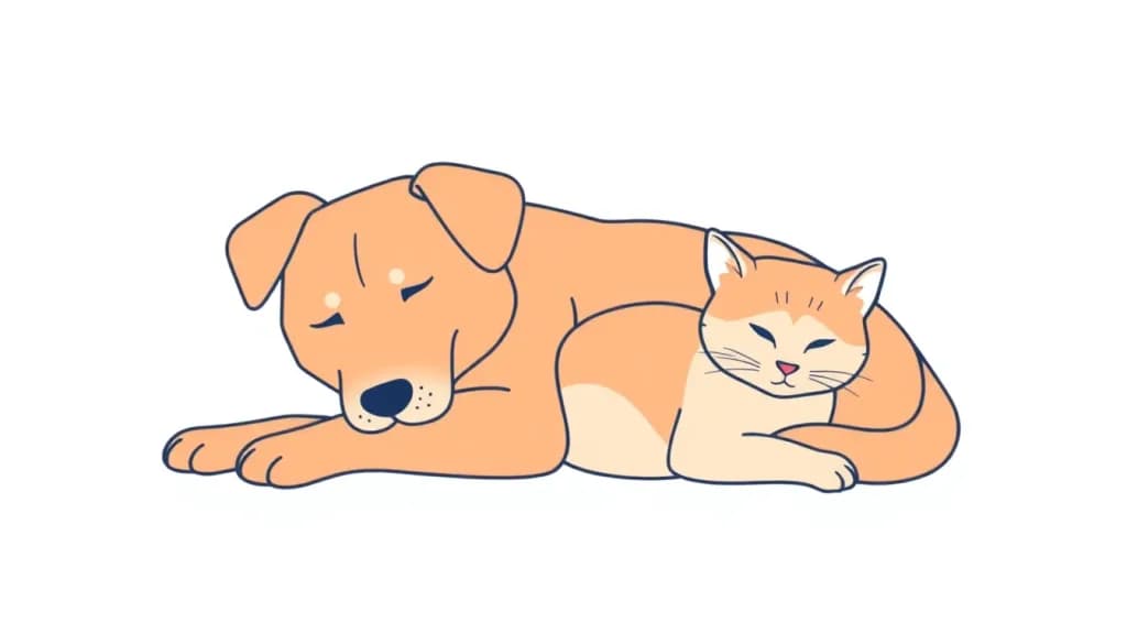 Oconnor Pet Hospital