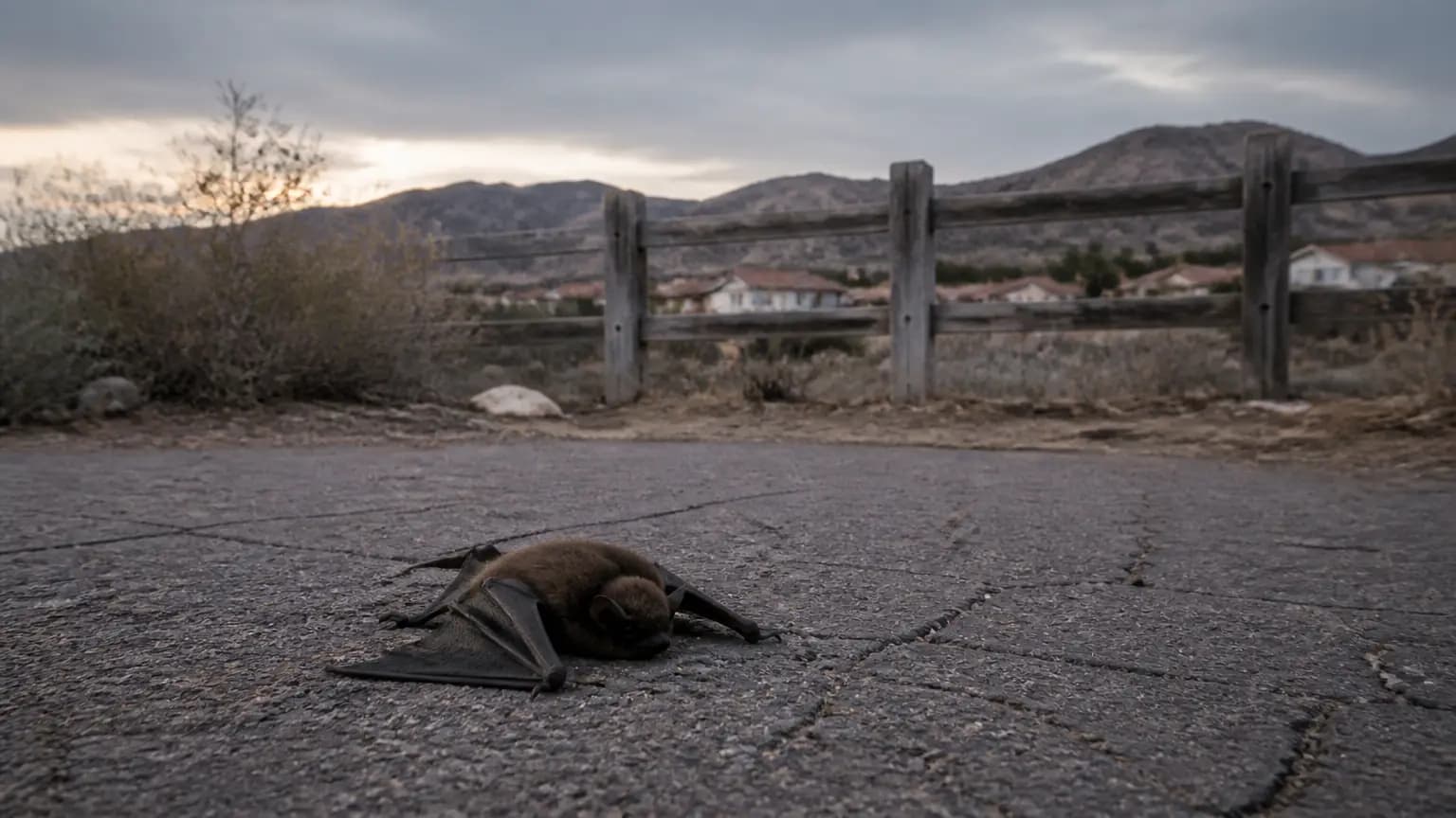 Rabid bats on the rise in LA, Ventura counties