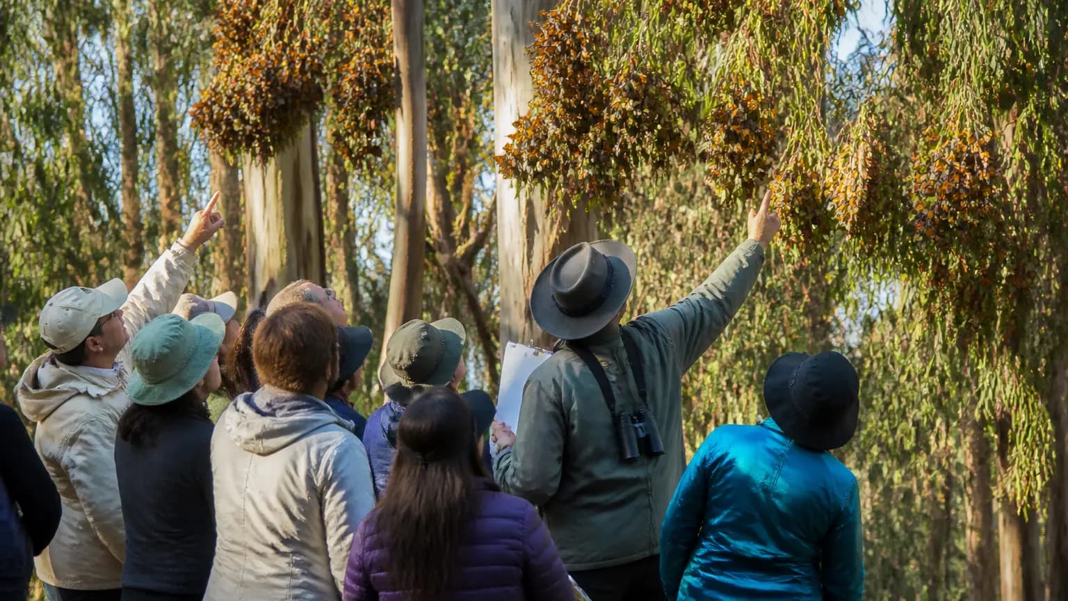Volunteers Needed to Monitor Western Monarch Butterflies