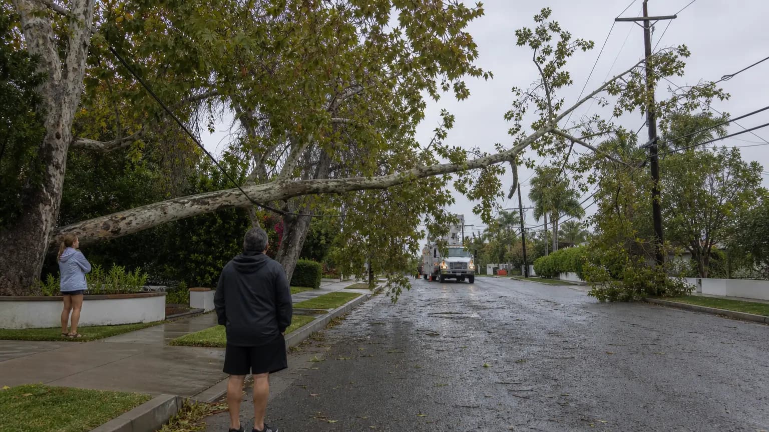 Fallen Tree Knocks Out Power to 4,800 Customers on Santa Barbara’s Eastside