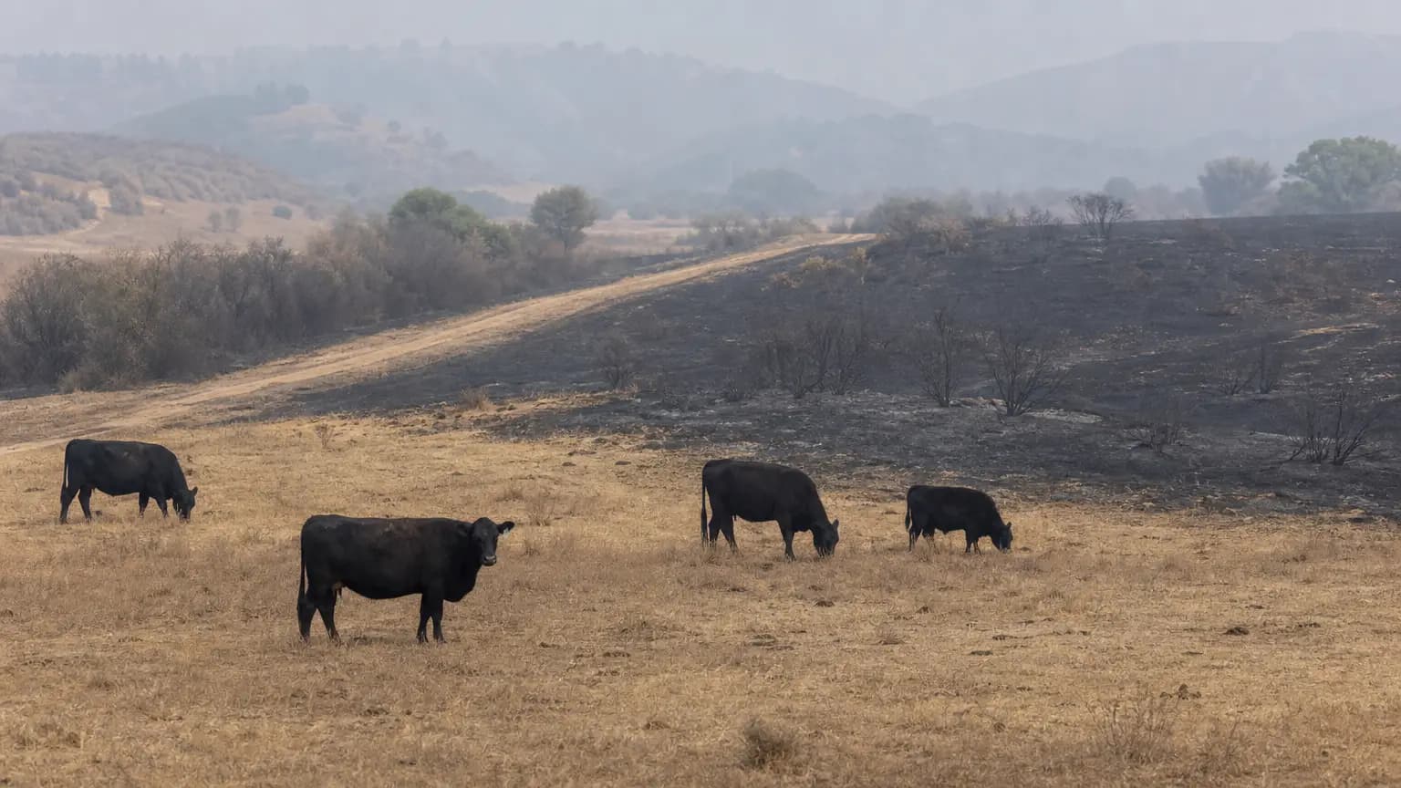 Firefighters contain Salinas Riverbed vegetation fire