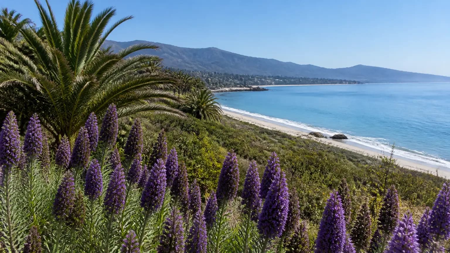 Majority of Santa Rosa Island’s Rare Torrey Pines Predicted to Perish