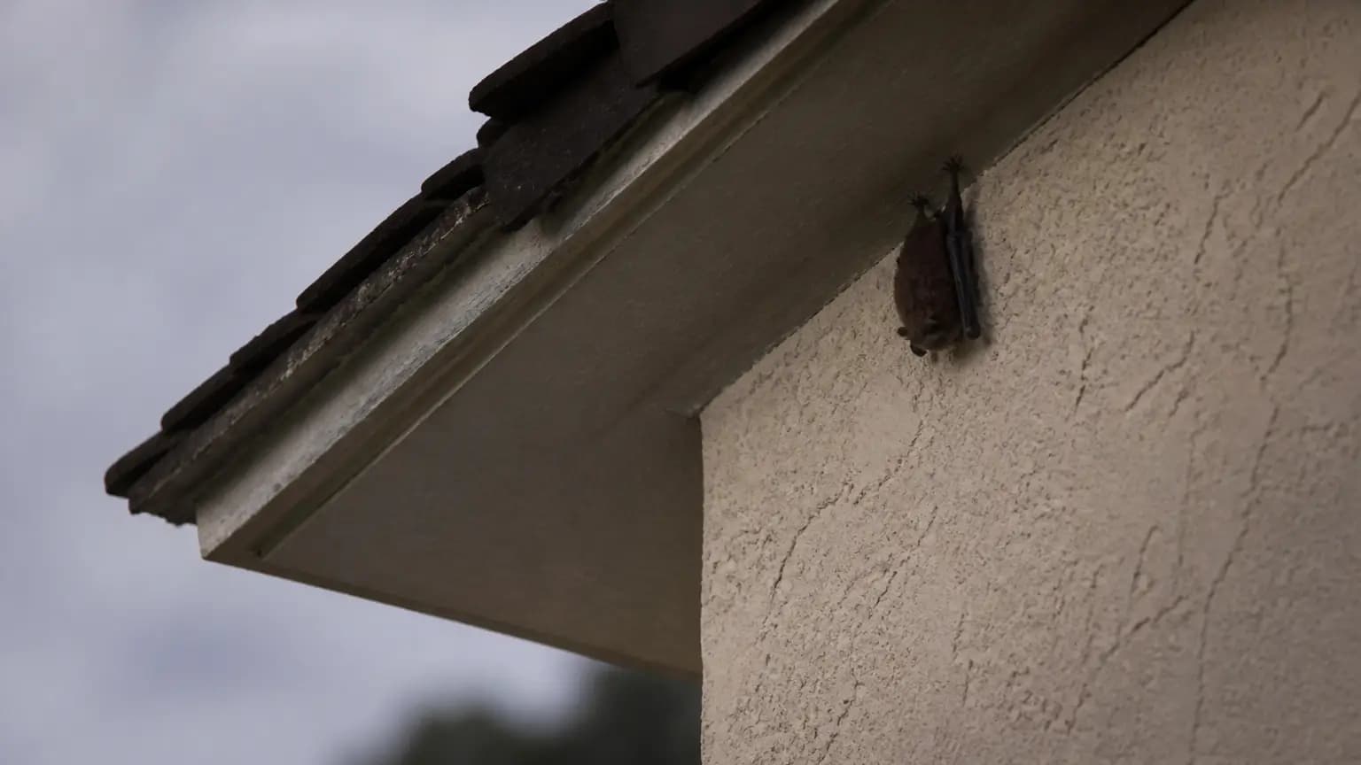Rabies surge puts bats in spotlight
