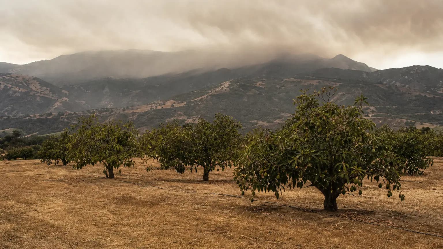 Super El Niño Could Have Far-Reaching Effects for Santa Barbara County