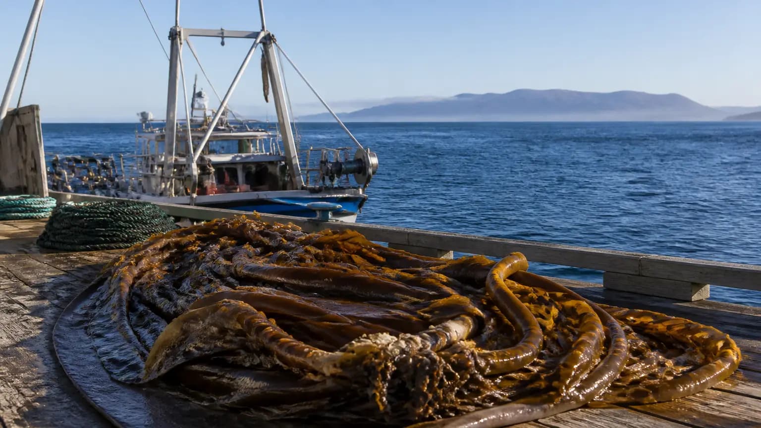 Ventura Kelp Farm Moves Forward After Coastal Commission Approval