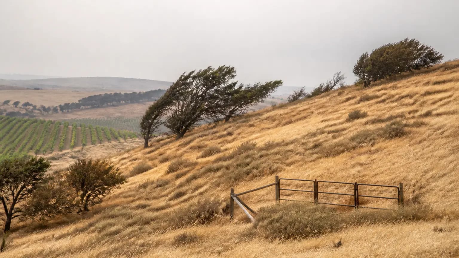 Winds, heat, critically dry brush raise fire risk in North County this week